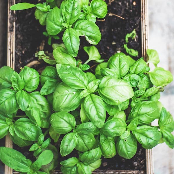 La Fabrique à Sachets - Wholesale Plant Seeds - Papa d'Amour - Basil seed bag3