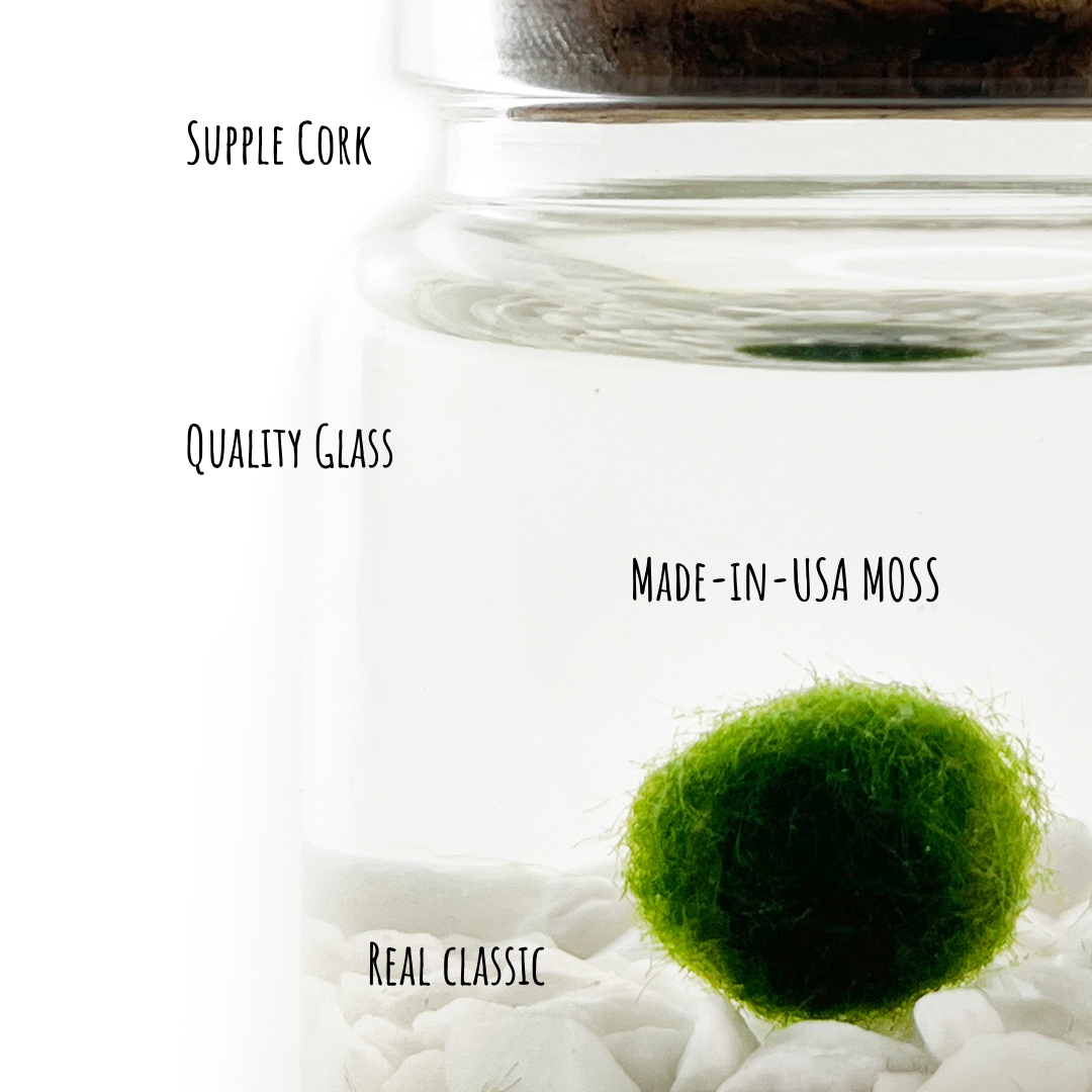 Moss Amigos | Moss Ball Terrariums - Wholesale Live Plant - Classic Small Marimo Moss Ball Terrarium3