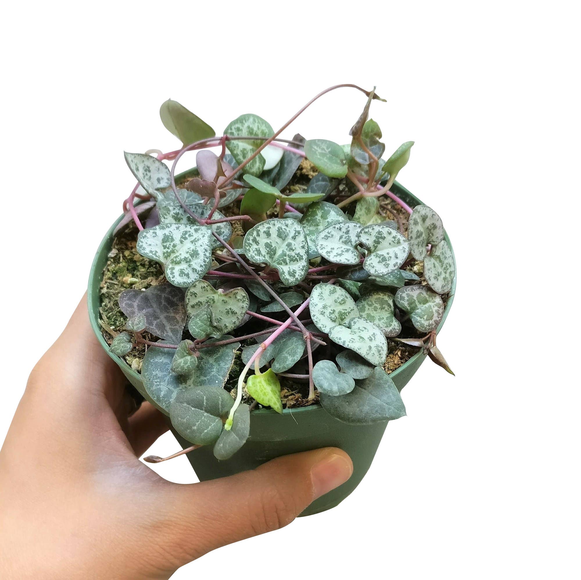 Best Plant Friend - Vente Succulentes - String of Hearts - Plante succulente traînante en pot de 2/4/6 pouces2