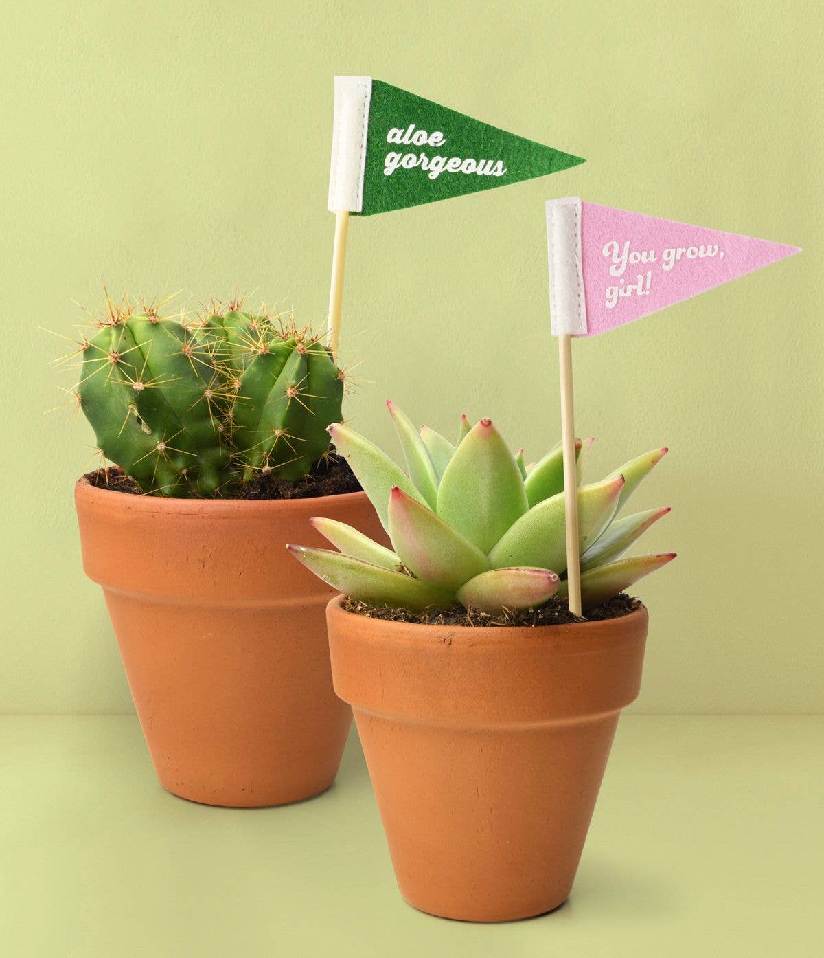 DM Merchandising - Vente Piquets de jardin/pelouse - Fanions pour plantes "Seed & Sprout Rooting For You"2
