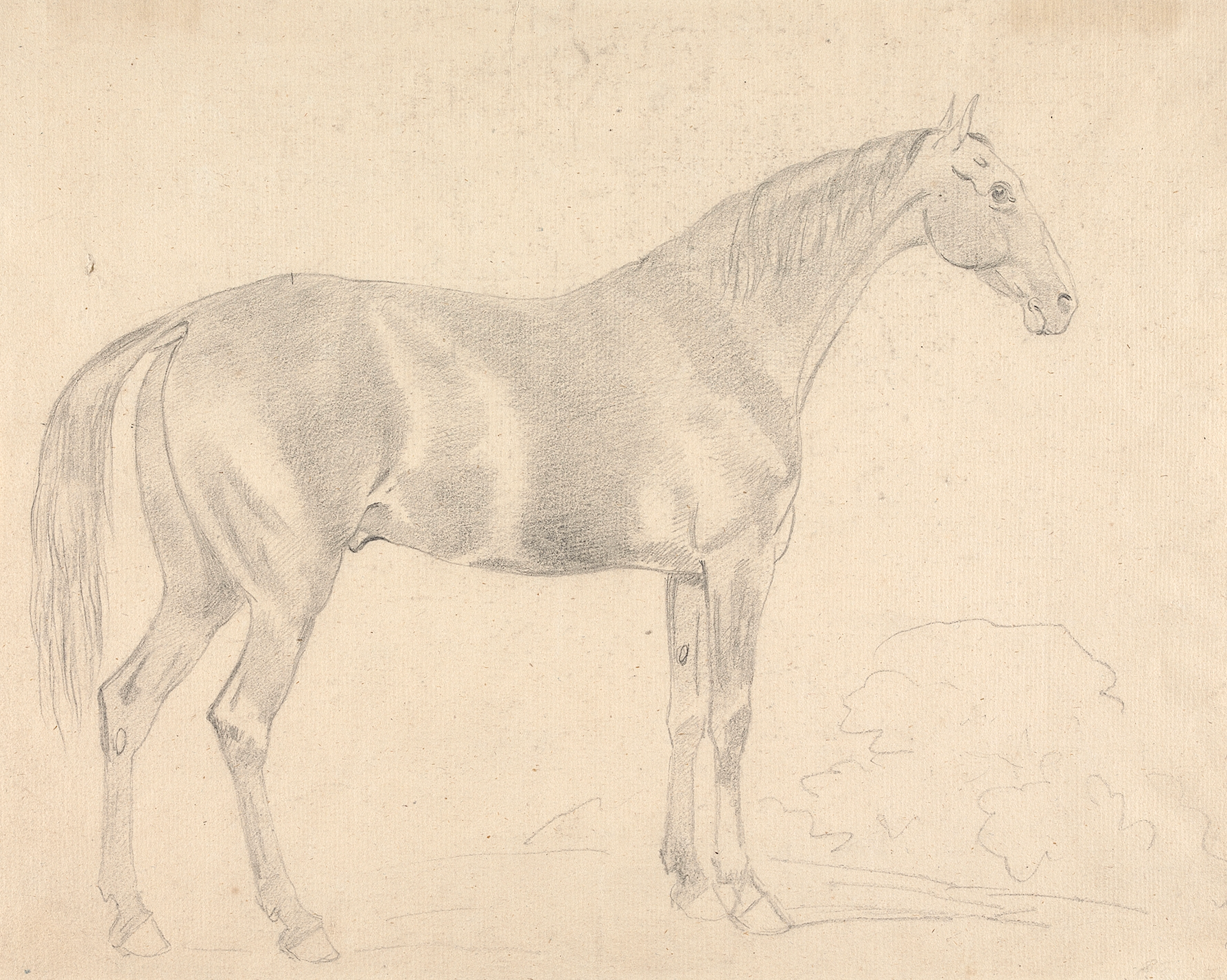 Sea to Skye - Wholesale Art Print - A Horse Facing Right Sketch Antique Art Print1