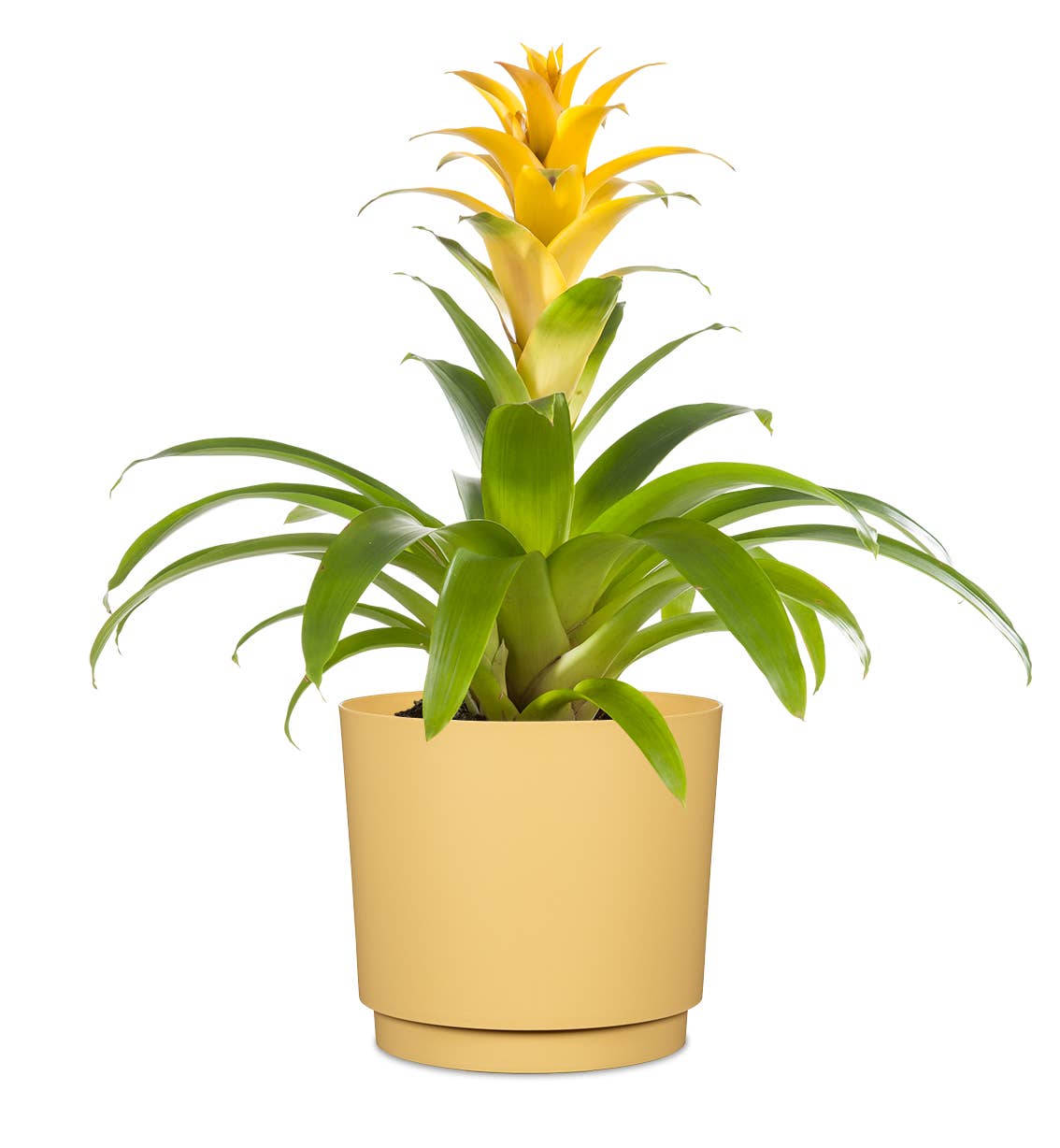 Scheurich - Wholesale Plant Pot - Flowerpot/Planter Plano 236/13 - 21 made of plastic8