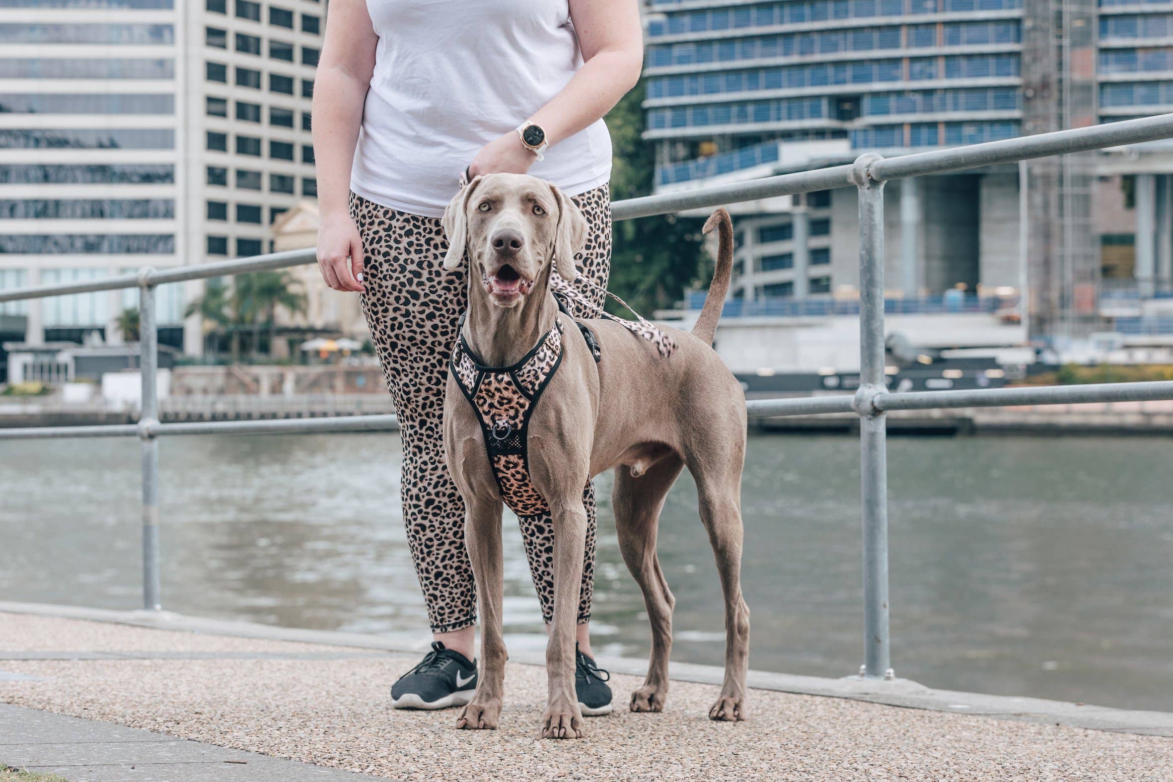 Big and Little Dogs – Engroshandel Kæledyrssele – Hund – Big and Little Dogs All-Rounder hundesele i luksuriøst leoparddesign5