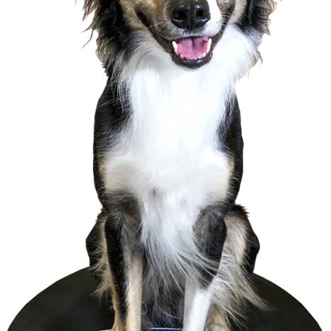 FitPAWS - Wholesale Pet Toy - Dog - FitPAWS® Wobble Board - 20"3