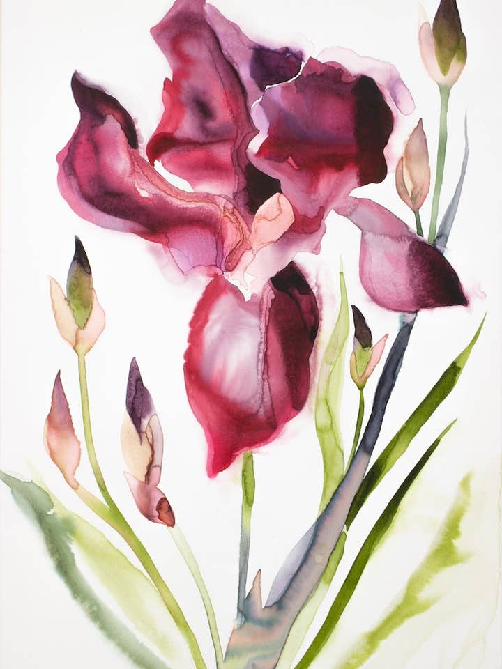 Iris Nr. 208 für den Großhandel von Elizabeth Becker