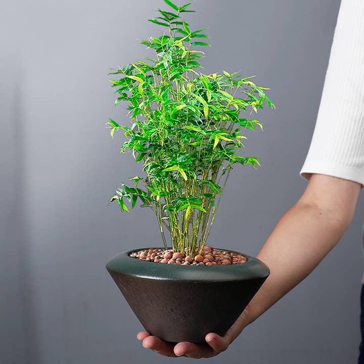 Casa Style - Wholesale Plant pot - Ceramic Pot Dark Green