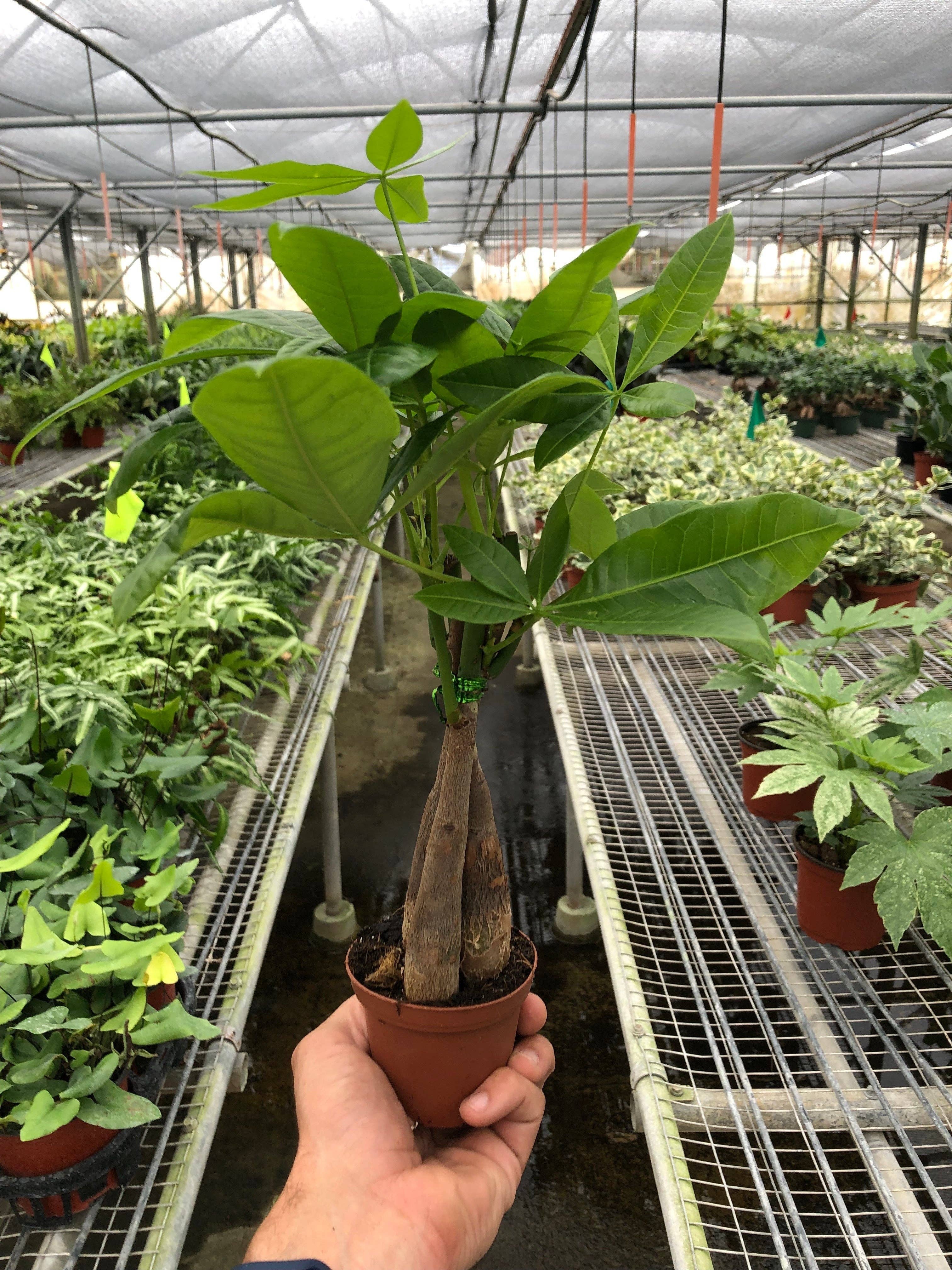 House Plant Wholesale WEST - Wholesale Live Plant - Money Tree 'Guiana Chestnut' Pachira Braid3