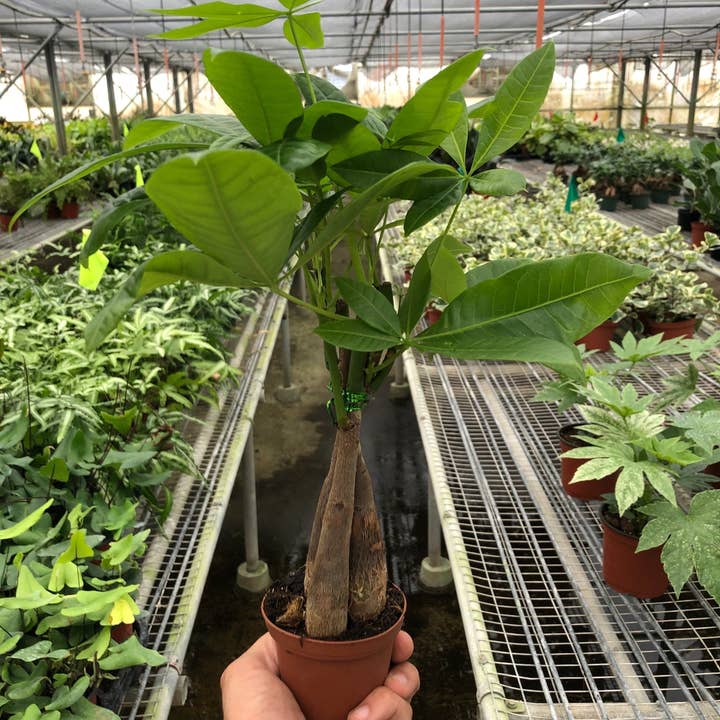 House Plant Wholesale WEST - Wholesale Live Plant - Money Tree 'Guiana Chestnut' Pachira Braid3