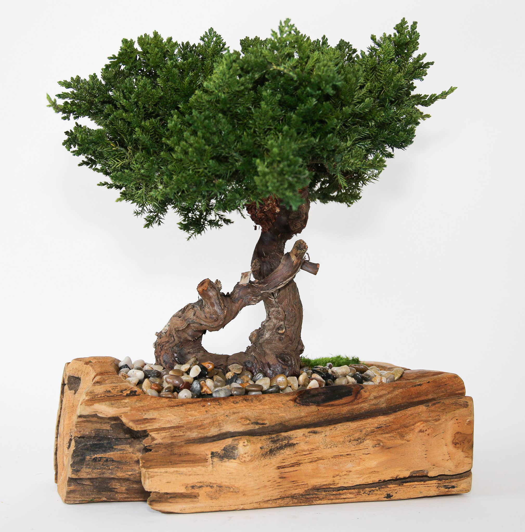Forever Green Art - Vendita all'ingrosso Piante artificiali - Bonsai di Ginepro Conservato in Ciotola di Teak con Bordo Naturale1