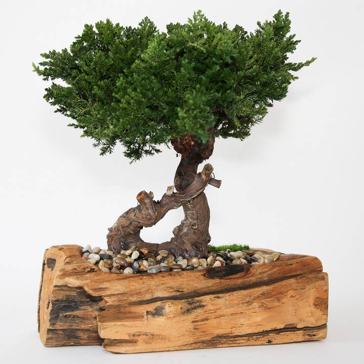 Forever Green Art - Vendita all'ingrosso Piante artificiali - Bonsai di Ginepro Conservato in Ciotola di Teak con Bordo Naturale1