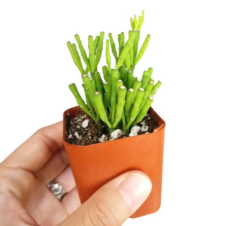 Best Plant Friend - Wholesale Live Plant - Cactus Wedding and Party Favors Tray - 64 Live Bulk Cacti