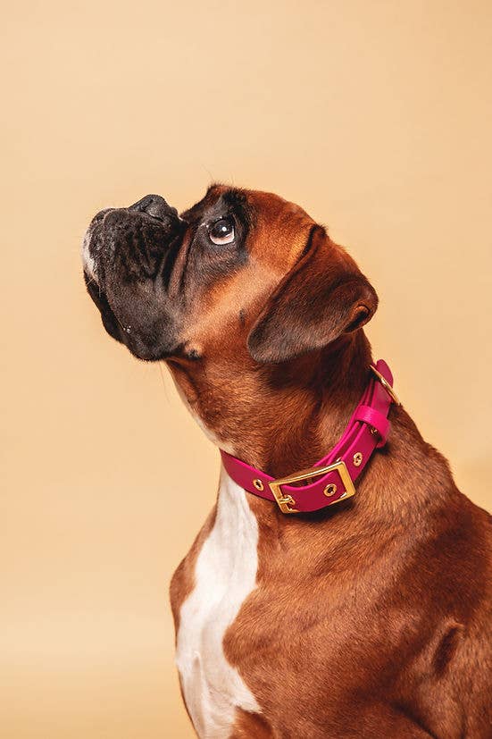 Pompon & Pets - Vendita all'ingrosso Collare - Cani - Collare Lampone - Biothane1