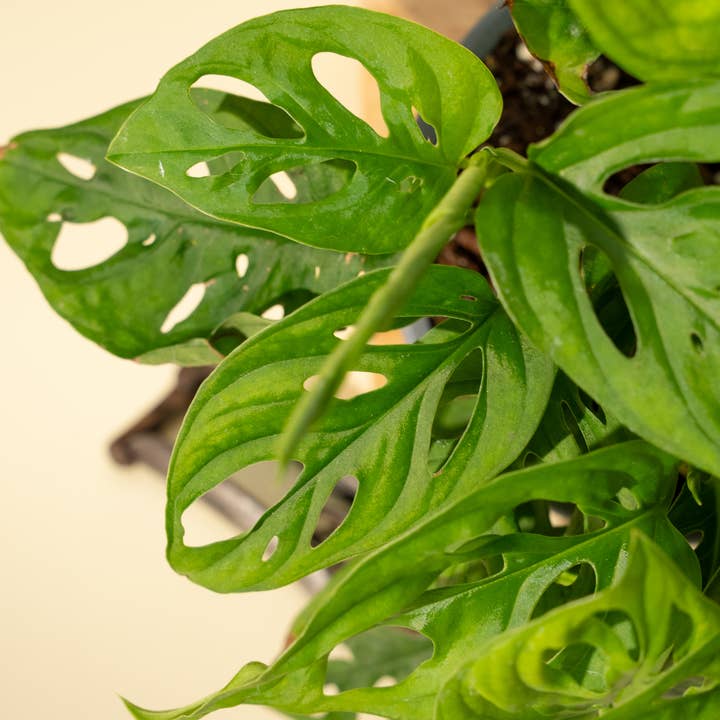 BWH Plant Co - Wholesale Live Plant - 6" Monstera Adansonii 'Swiss Cheese' Wide Form (Hanging Basket)