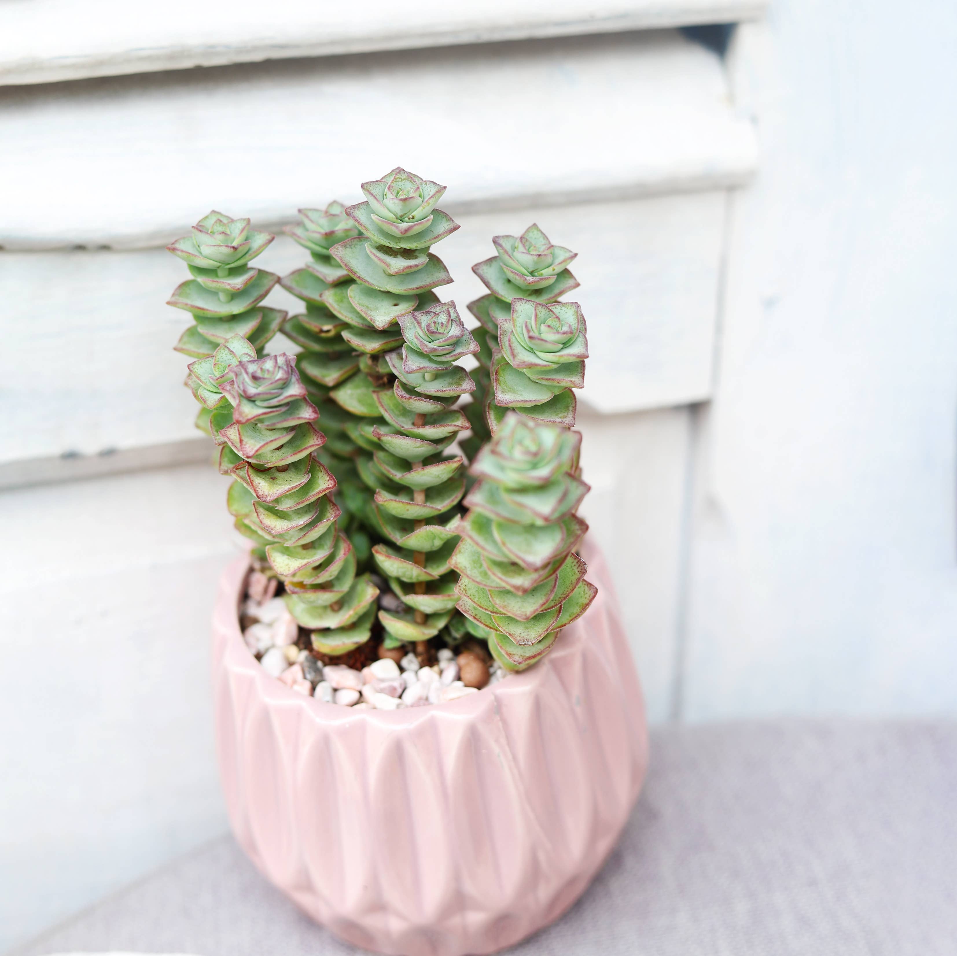 Mystery Crassula Succulent