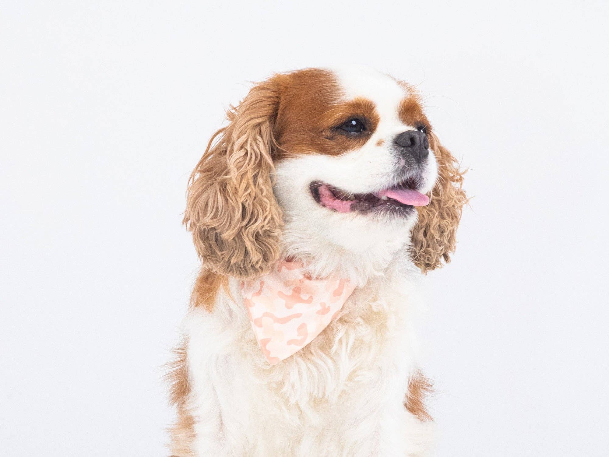 French Bandit - Wholesale Pet Bandana - Dog - Sand camouflage dog bandana1