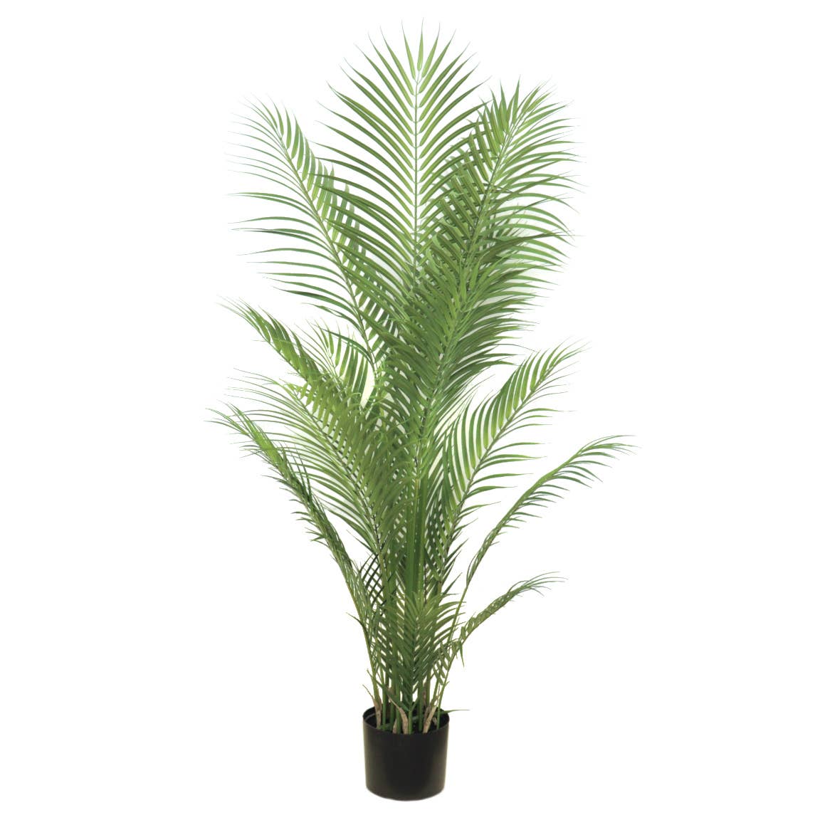Concari.flores Preservadas – Großhandel Kunstpflanzen – Künstliche Areca-Palme, 150 cm hoch0