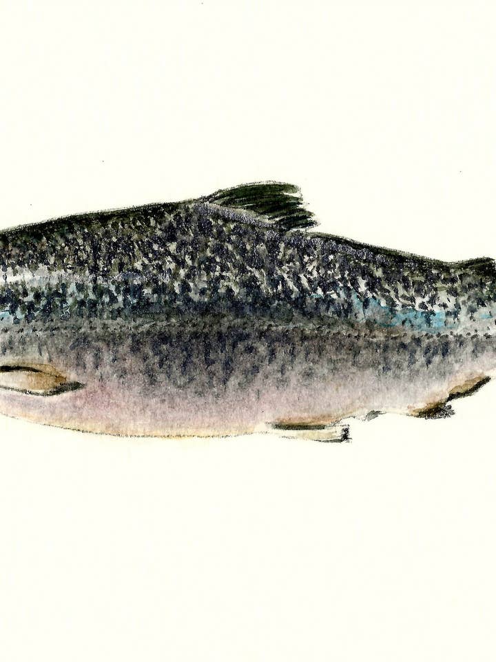 Stampa Chinook Salmon per la vendita all'ingrosso da parte di Michael Vigliotti