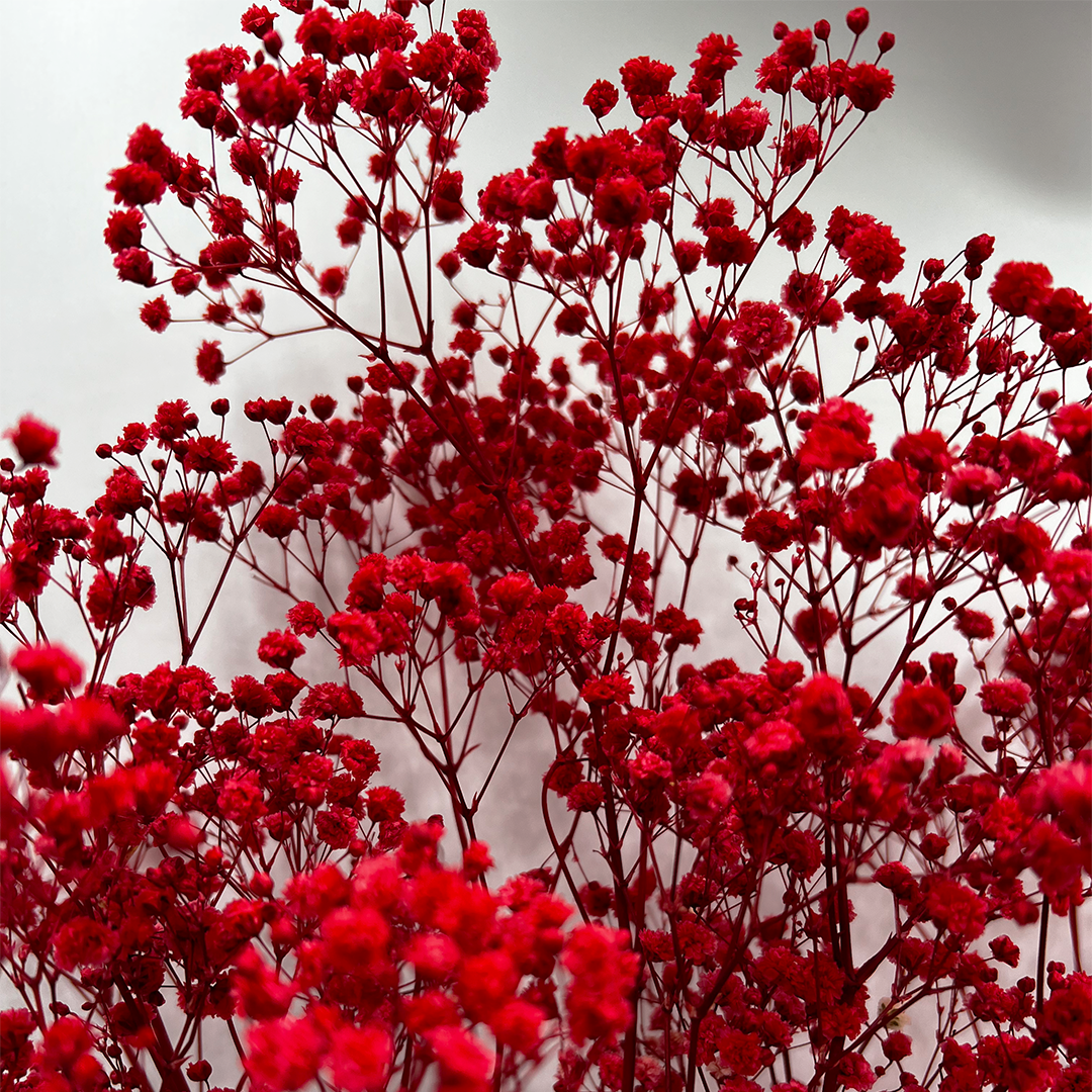 2626 Designs - Wholesale Dried/Pressed Flowers - Preserved Gypsophila, Baby's Breath,24" long23