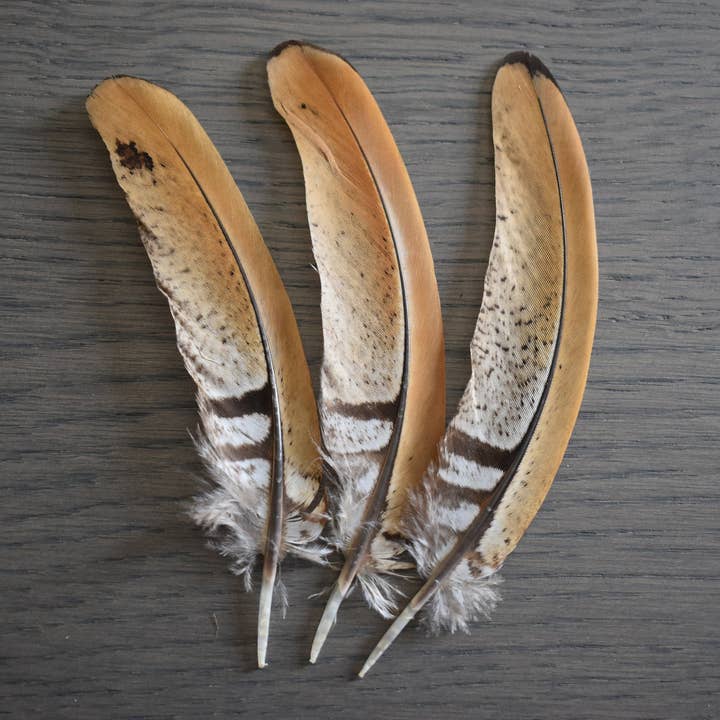 Plumes Naturelles – Engroshandel Fjer – Fasan fjer 10 centimeter