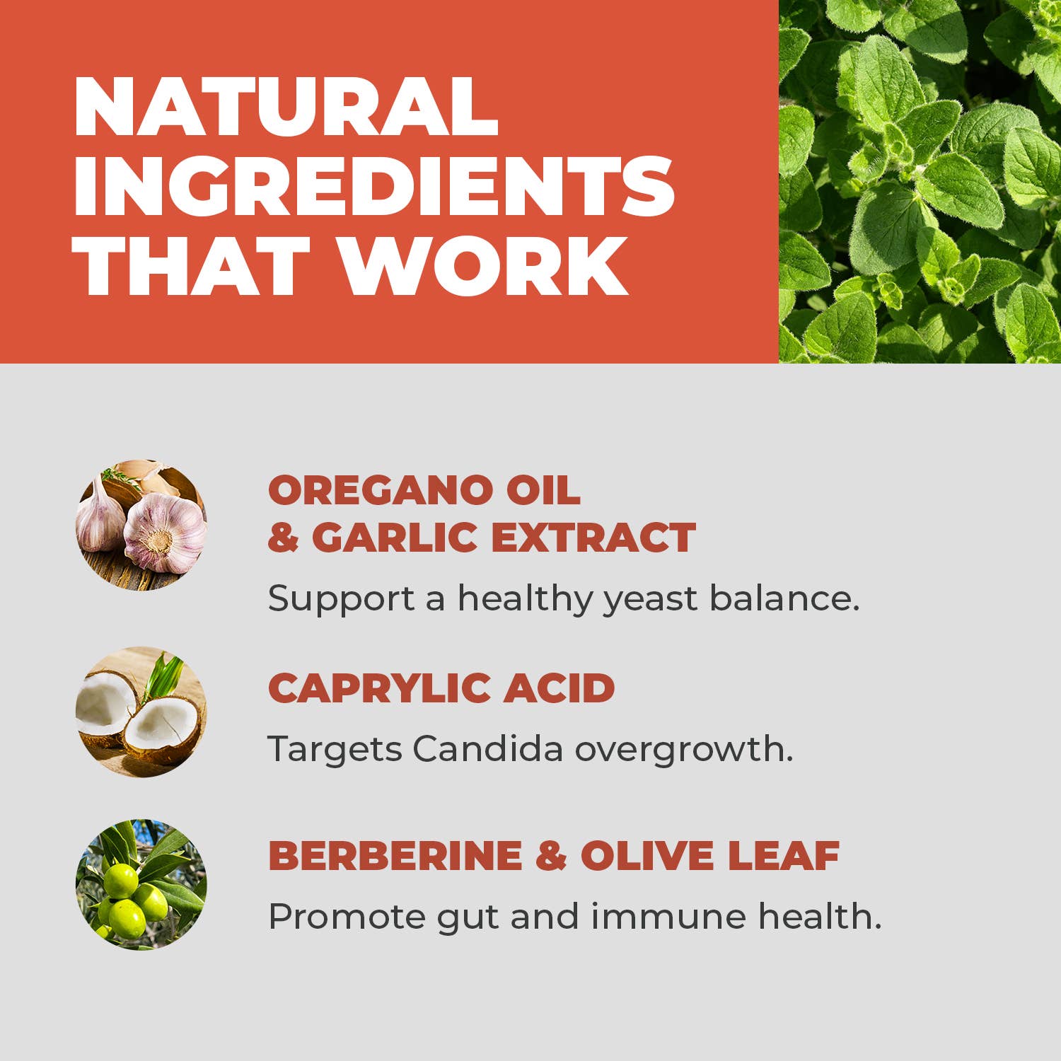 Balance One Supplements - Wholesale Oral Supplement/Vitamin - CandAssist – Natural Support for Candida Overgrowth1