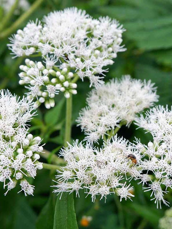 Boneset Herbal Tincture for wholesale by Daydream Organics | Prairie Doctor Brand
