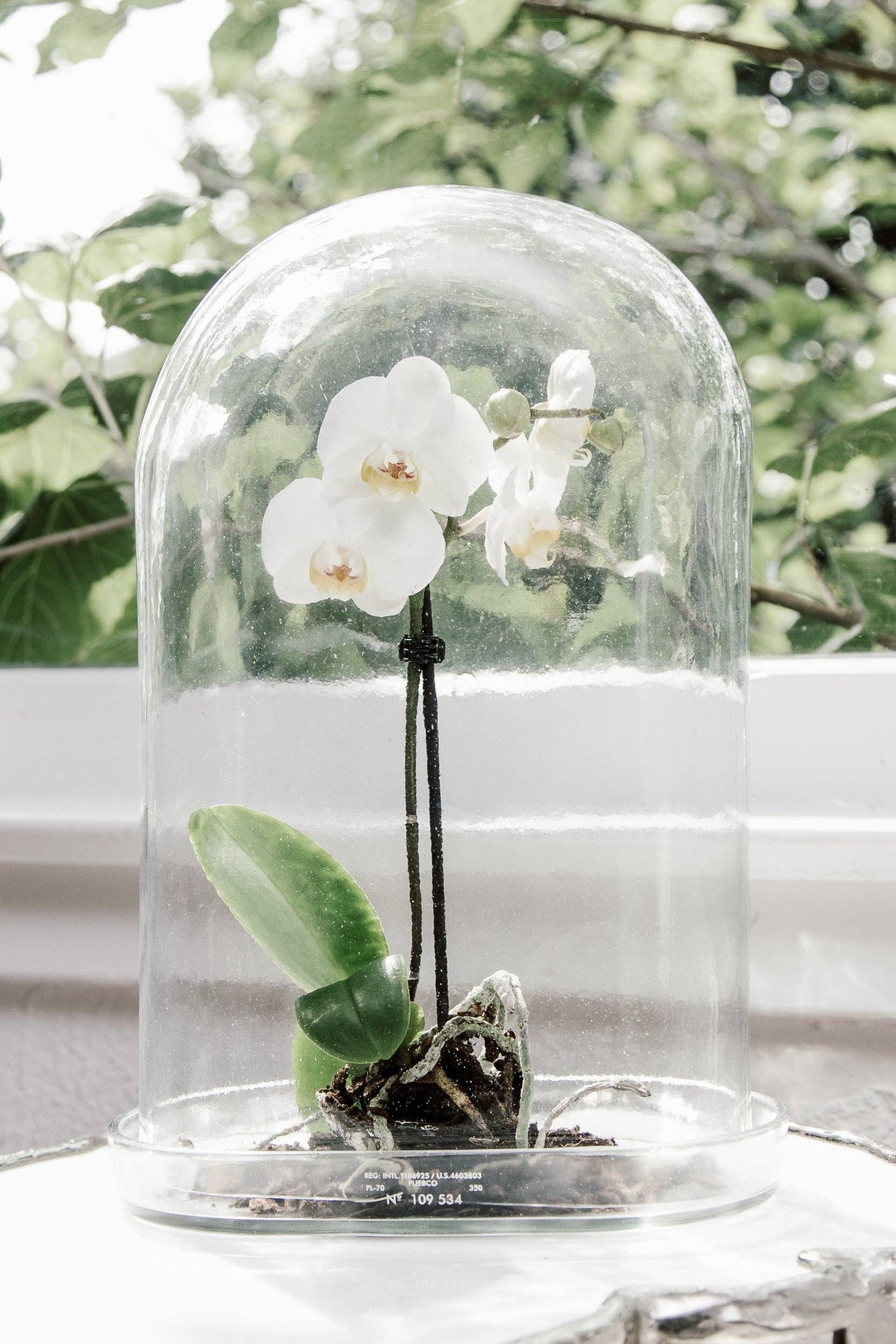 Puebco - Wholesale Decorative Tabletop Object - DISPLAY GLASS DOME1