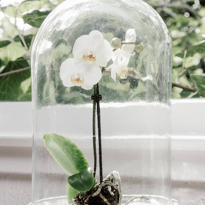 Puebco - Wholesale Decorative Tabletop Object - DISPLAY GLASS DOME1