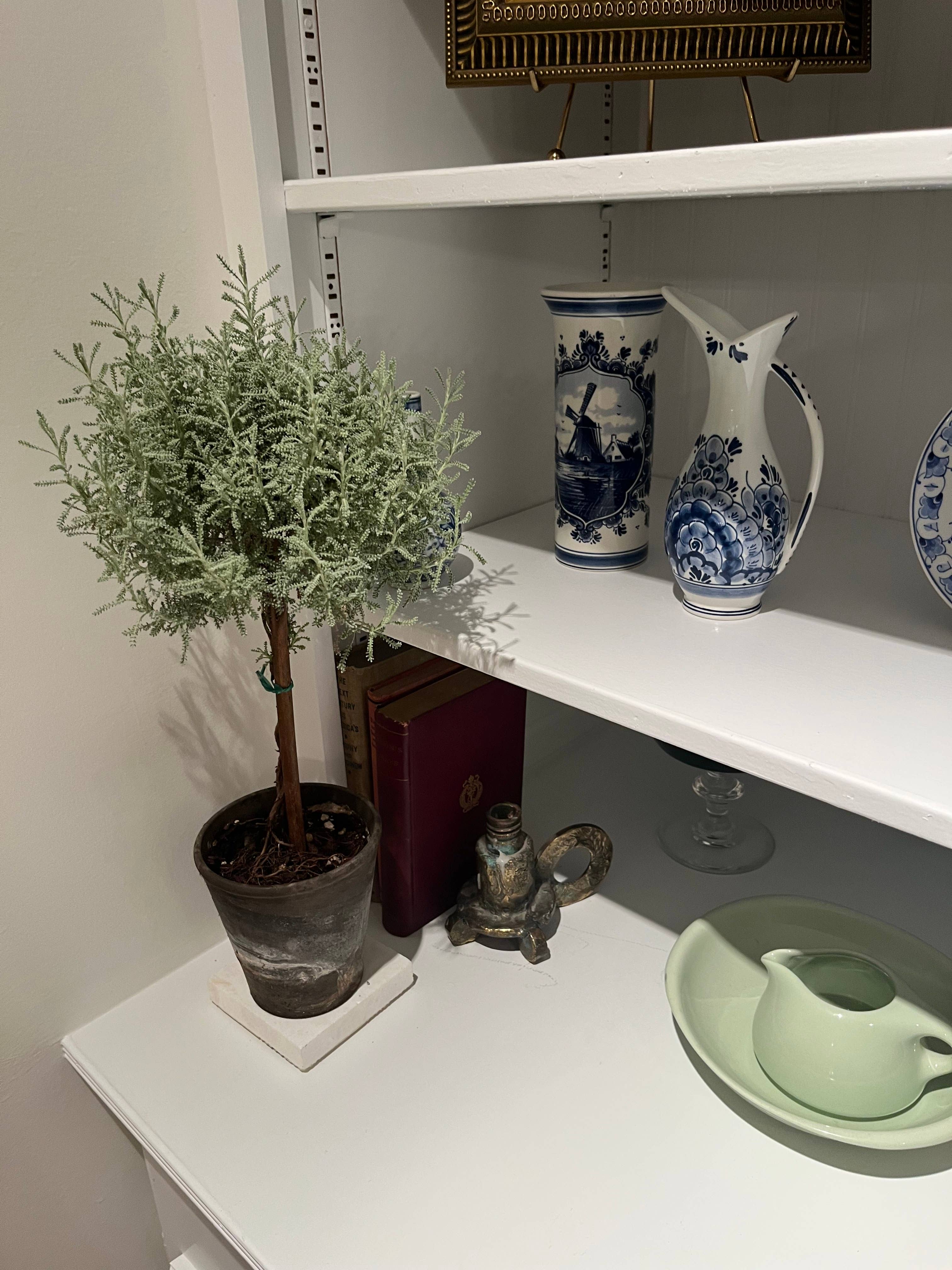 Sunrise Topiaries - Wholesale Live Plant - Live Cotton Lavender Topiary in 4 inch pot2