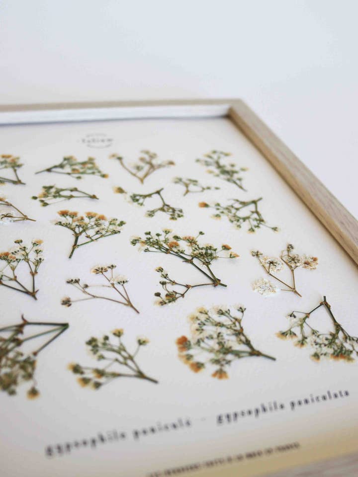 N.º 18 · A Gypsophila por atacado de Folium - Maison Botanique