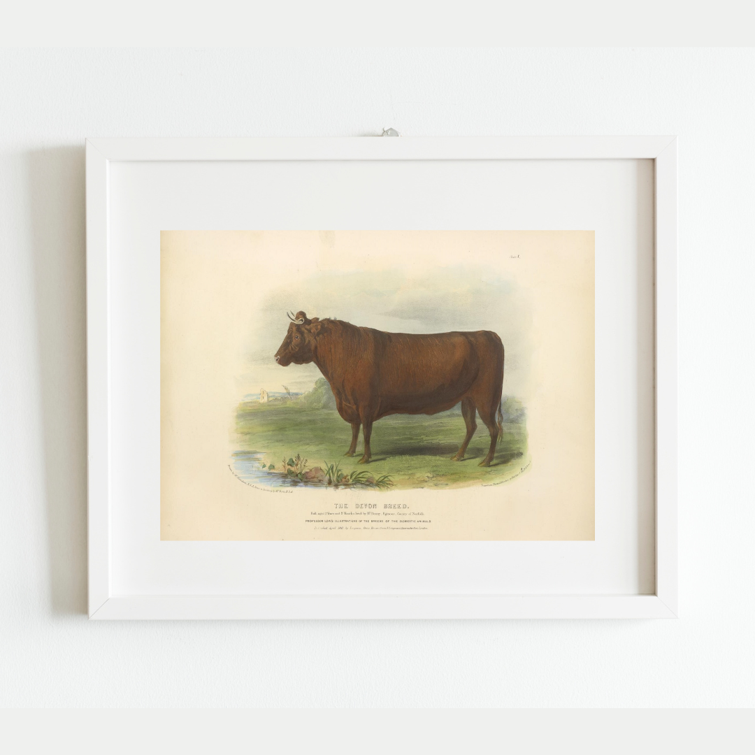 Sea to Skye - Wholesale Art Print - English Devon Bull Antique Art Print2