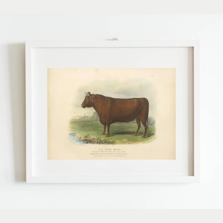 Sea to Skye - Wholesale Art Print - English Devon Bull Antique Art Print2