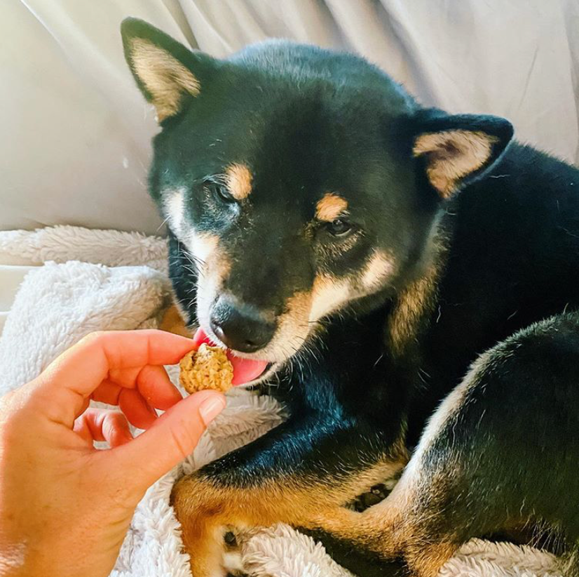 pallaby - Wholesale Pet Treats - Dog - healthy baked dog treats – Natural Honey, Oat, Peanut Butter9