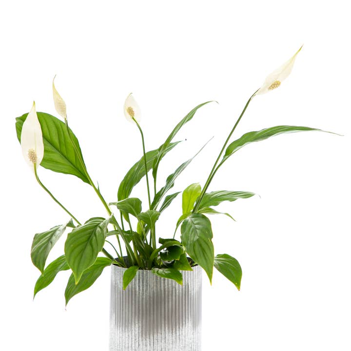 UNIMIX FLORAL – Engroshandel Vase – Tin Galvaniseret Pot Bryllup, Begivenhed & Hverdag 4.5 „x5.5"8
