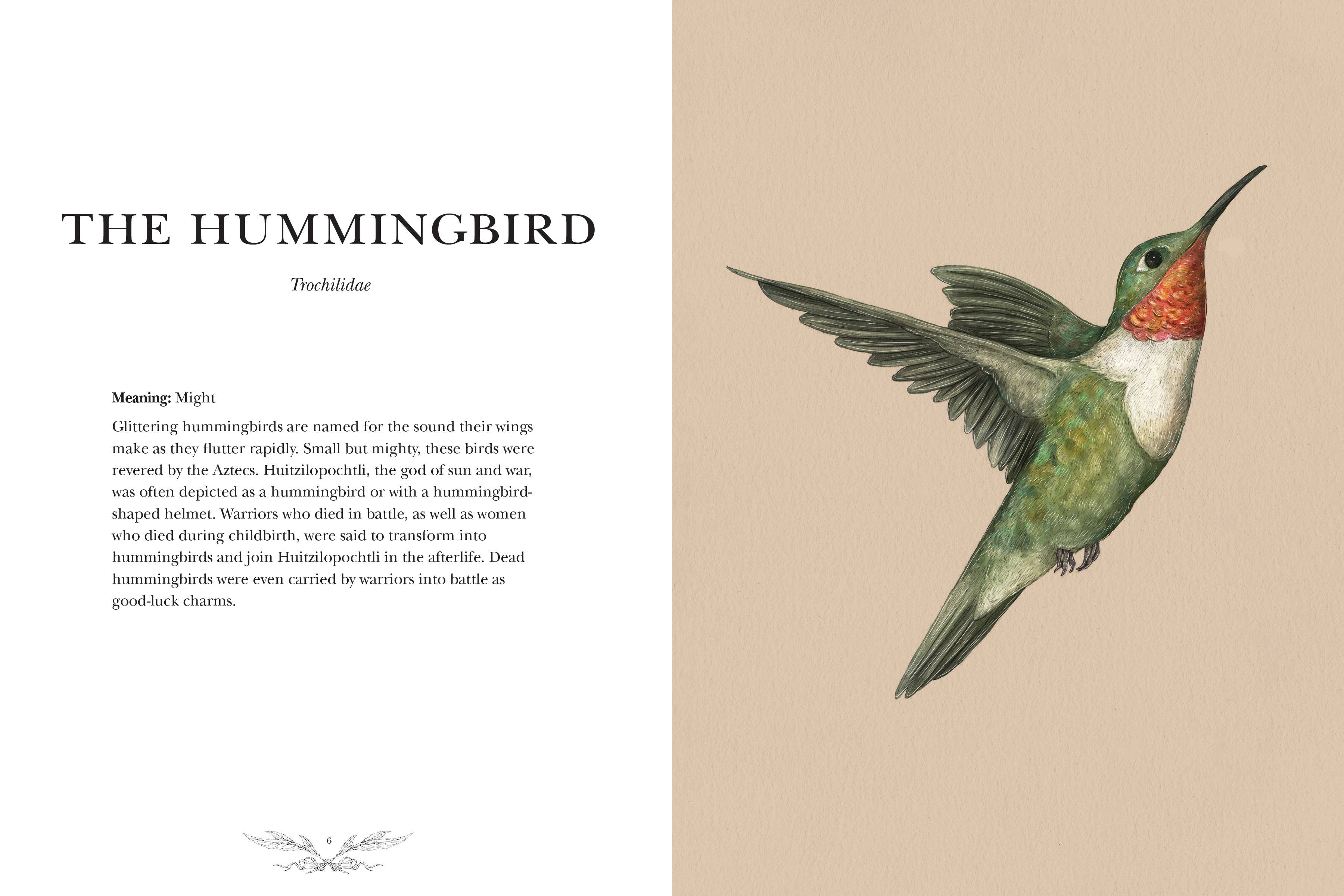 Simon & Schuster UK – wholesale Nature & outdoors book – Ornithography3