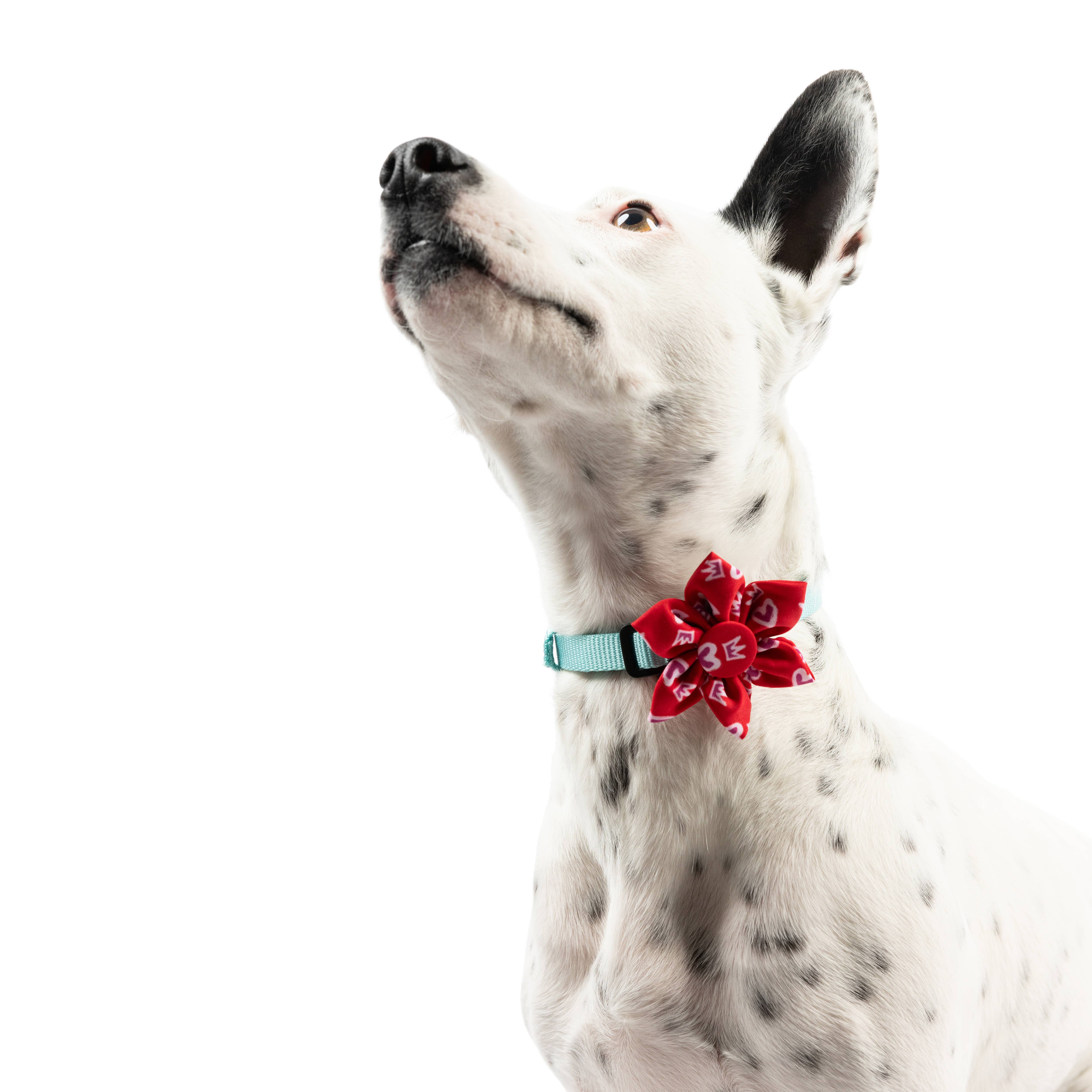 Huxley & Kent – wholesale Fluga - Katt och hund – Kung och drottning av hjärtan Pinwheel6