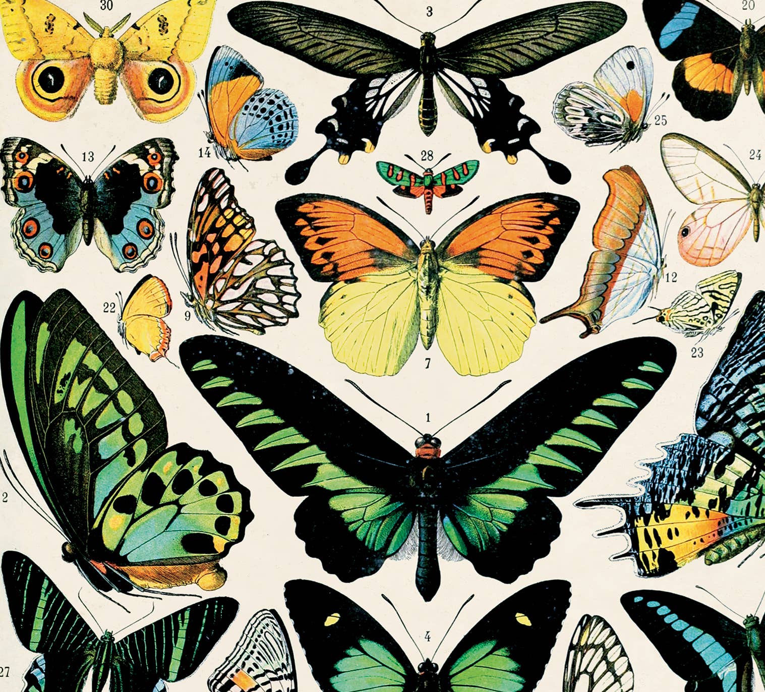 Curious Prints – wholesale Art print – Vintage Millot Butterfly 1 Print w/ optional frame2