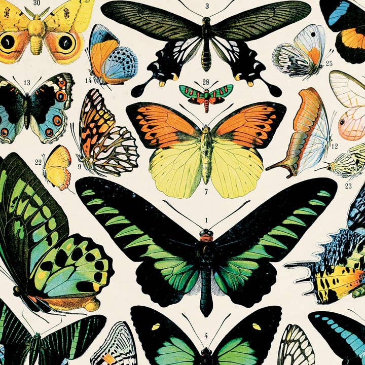 Curious Prints - Wholesale Art Print - Vintage Millot Butterfly 1 Print w/ optional frame2