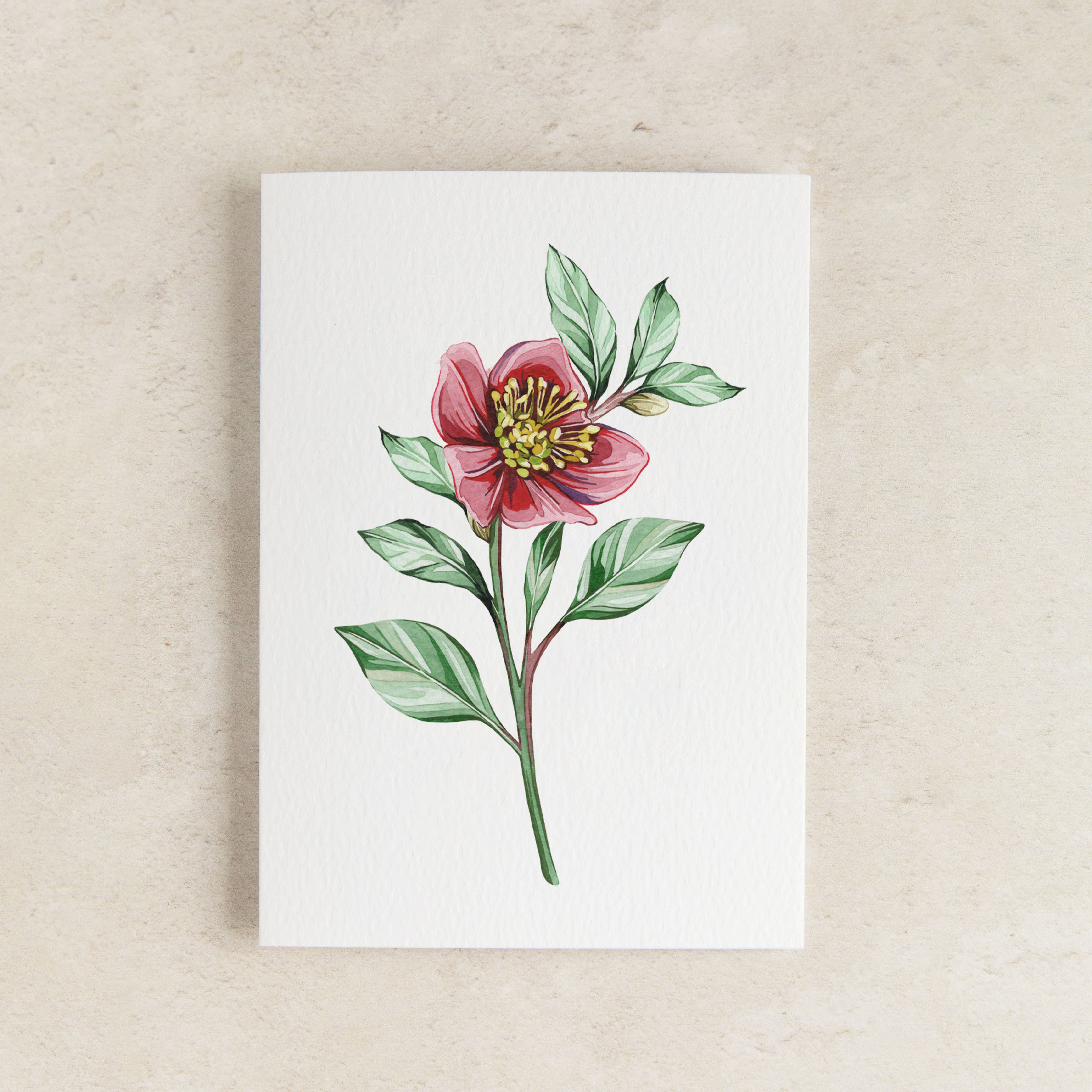 Sophie Brabbins - Wholesale Everyday Greeting Card - Mini Hellebore Watercolour Sustainable Greetings Card1