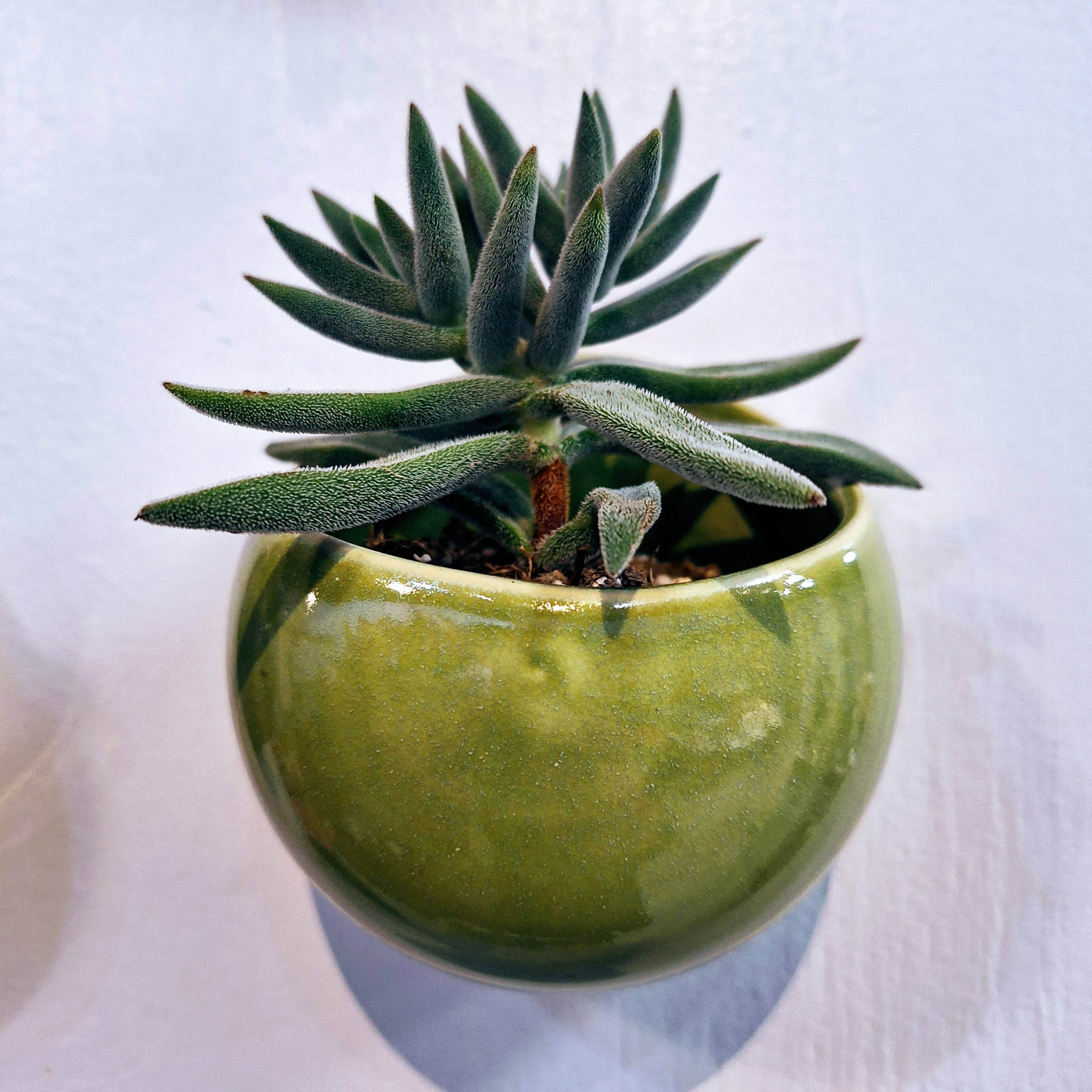 Plays in Mud Pottery - Wholesale Wall Planter - Succulent Wall Planter- Handmade Pottery- Made to Order0