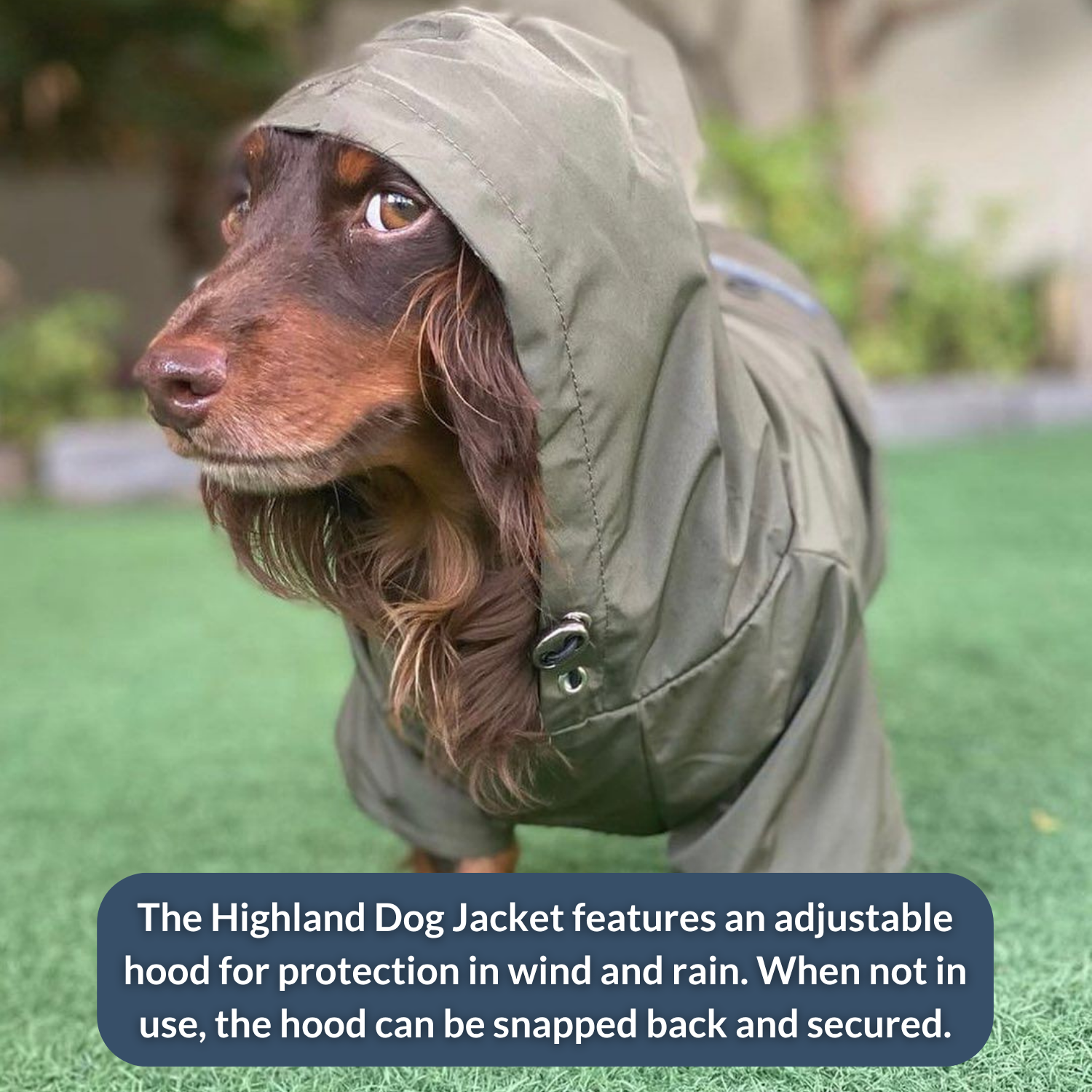 DJANGO - Wholesale Pet Raincoat - Dog - Highland Dog Jacket and Raincoat - Dandelion Yellow5
