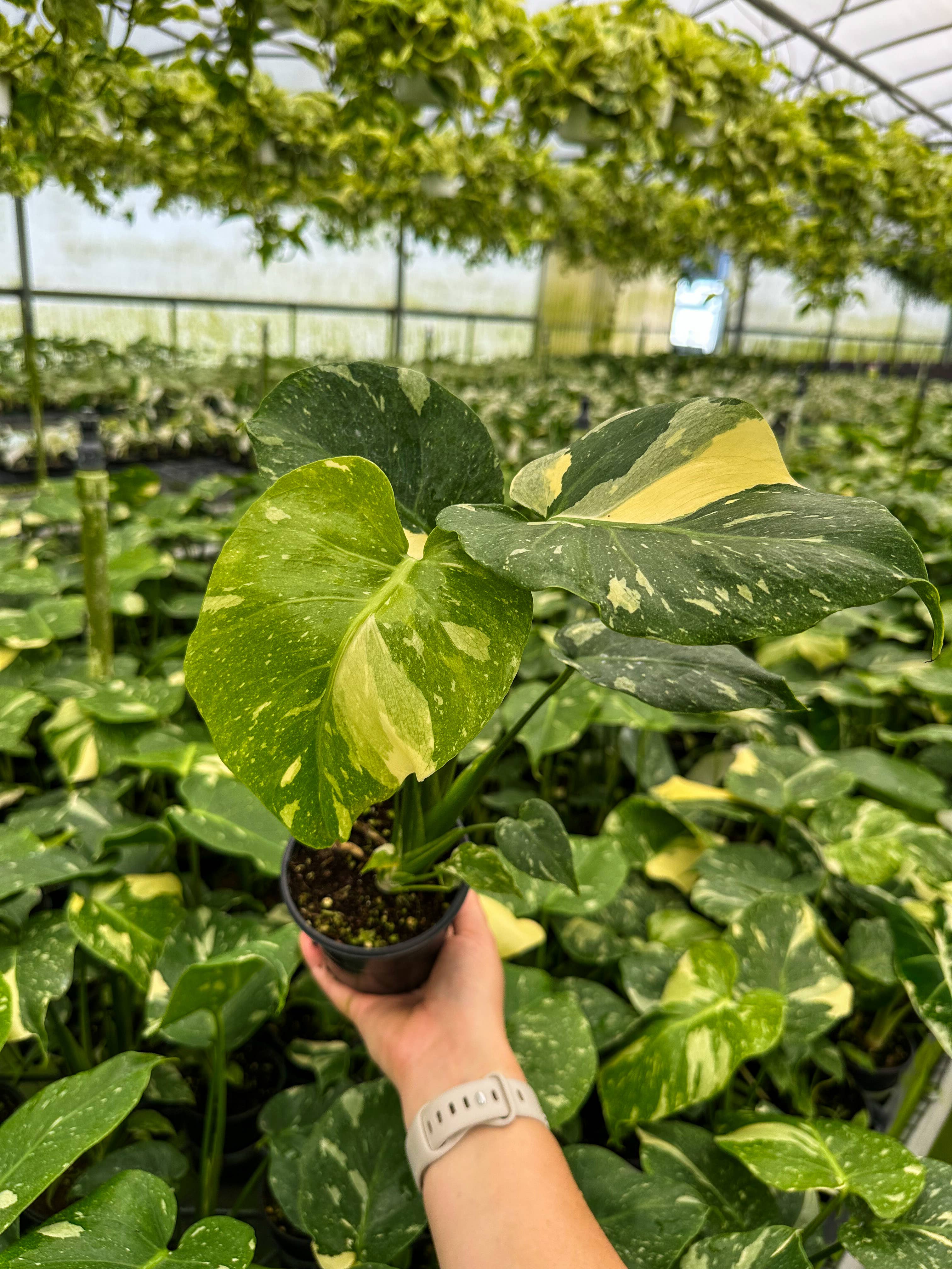 Central Florida Ferns & Foliage - Wholesale Live Plant - MONSTERA Thai Constellation Live Plant 4in4