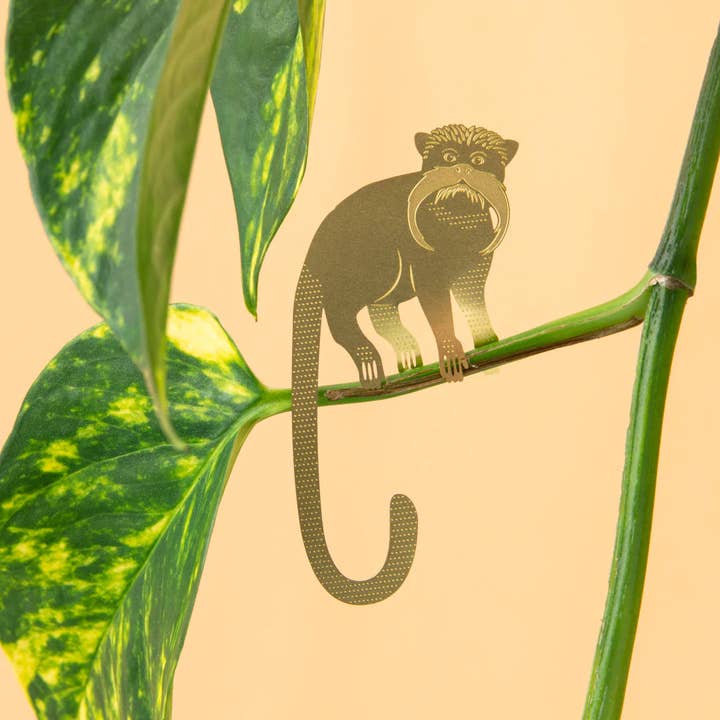plantyintroverts - Wholesale - PLANT ANIMAL – Saguinus | Another Studio1