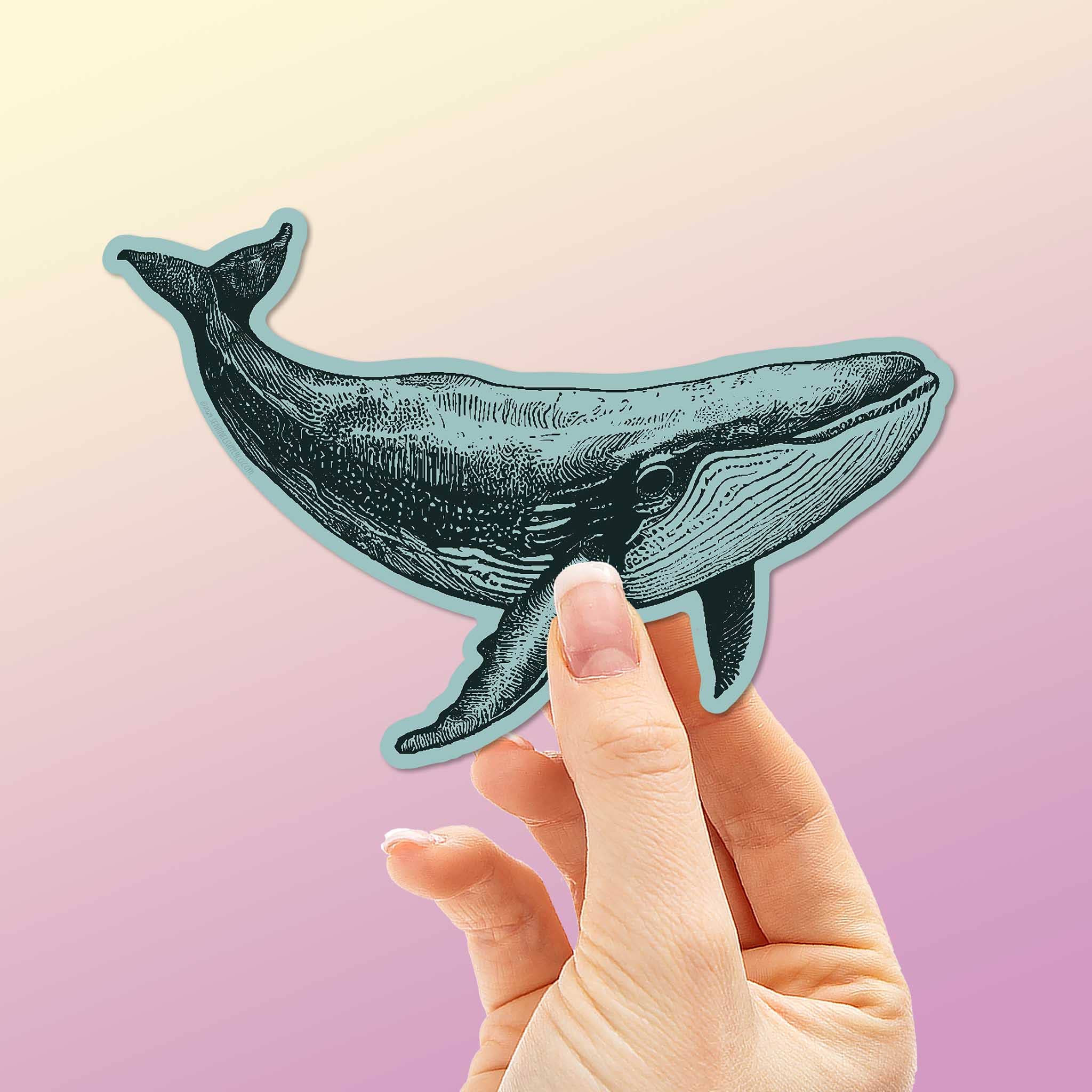 Sentinel Supply - Wholesale Sticker - Humpback Whale Sticker