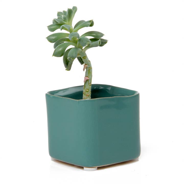 Chive - Wholesale Plant Pot - Svek Succulent Planter For Succulents And Floral Frogs5