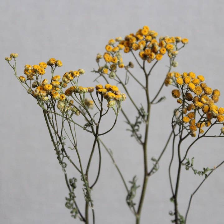 Or naturel Tansy en vente sur Faire2