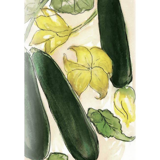 Sow True Seed - Wholesale Plant Seeds - Summer Squash Seeds - Black Beauty Zucchini2