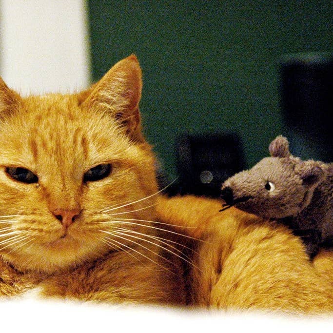 Cat and Mouse for wholesale by Ann Woodall Studios