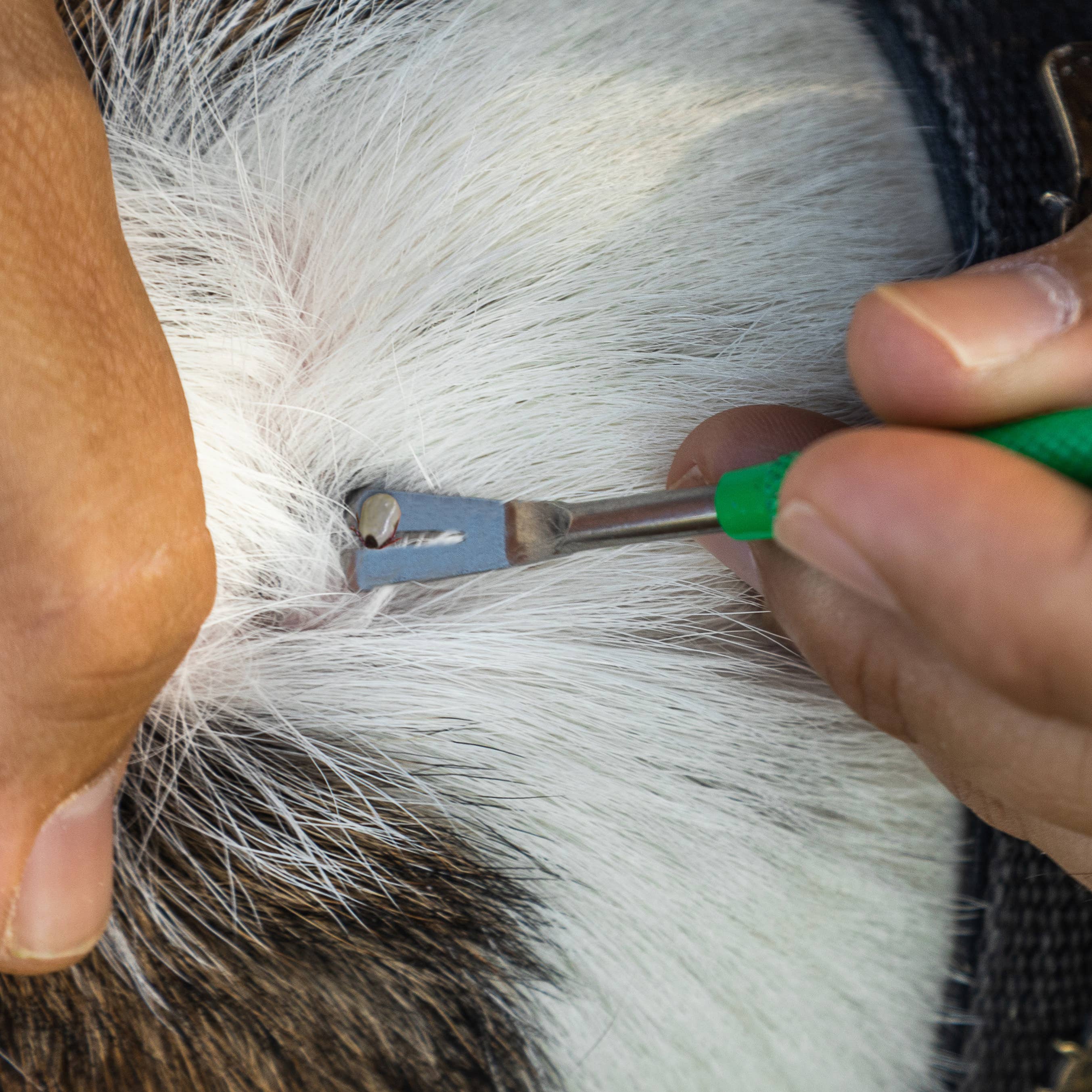 TickCheck – wholesale Insect repellent – TickCheck Premium Tick Remover Kit4