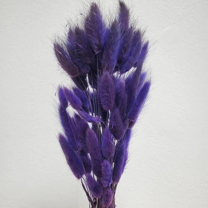 Dried Bunny Tails, 50-60stems - Moody Purple (004) for wholesale by BLOOMINGFUL.COM