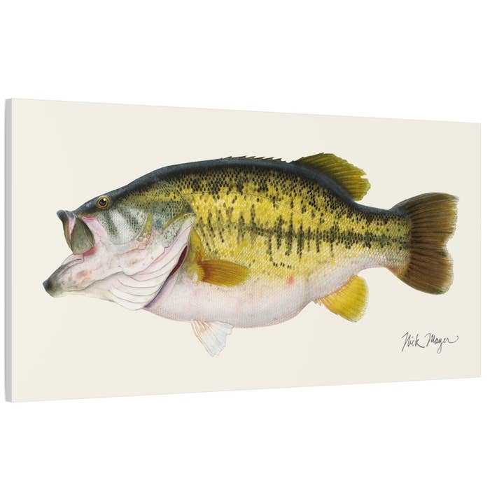 Largemouth Bass II Canvas Print for wholesale by Nick Mayer Art